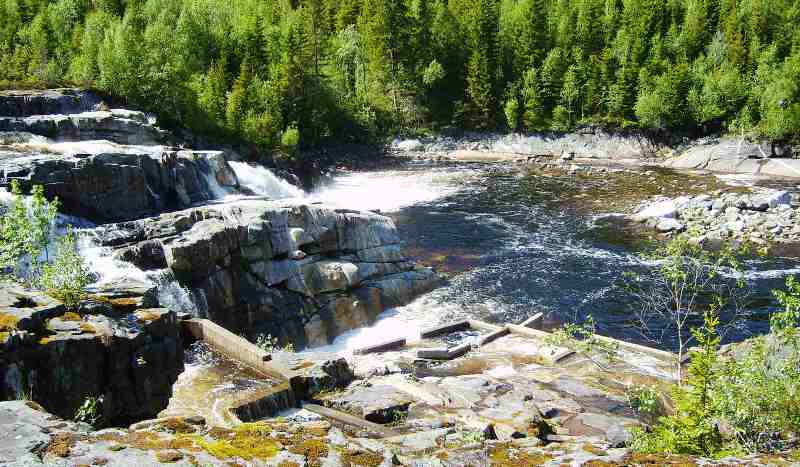 Fisketrapper kan forsterke svake laks og ørretbestander